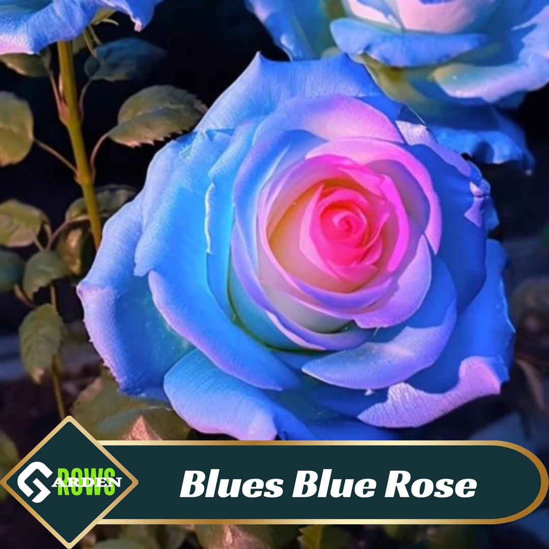 Garden Flower Seeds For Blue Roses 100 Rare Blue Rose Seeds  Hybrid  Perennial Shrub For Gardens & Pots Climbing Roses Canada