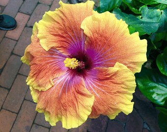 Tahitian Sunset Hibiscus Seeds – Mallow Flower – Tropical Blooms