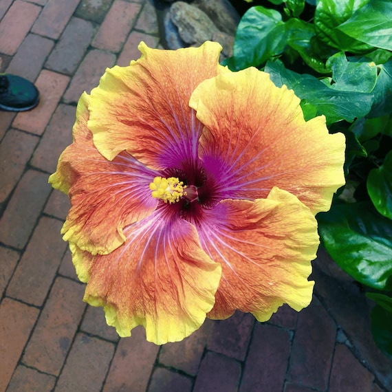 Tahitian Sunset Hibiscus Seeds – Mallow Flower – Tropical Blooms