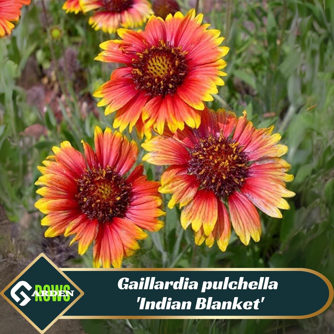 Gaillardia Pulchella 'indian Blanket' Seeds - Drought Tolerant ...