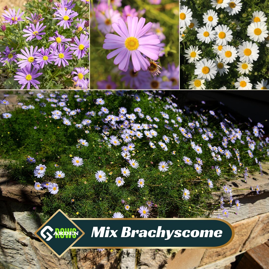 Brachycome Splendor Splendor Mix Brachyscome Seeds - Swan River Daisy - Multicolor Compact ...