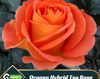 Orange Hybrid Tea Rose Seeds - Perennial -Cross-Pollinating - Cold Resistant - Deciduous - Potted - Plant in Late Fall/Early Spring -  #1091