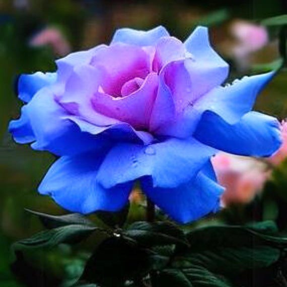 Blue Rose Seeds - Exotic Perennial Flower - Etsy