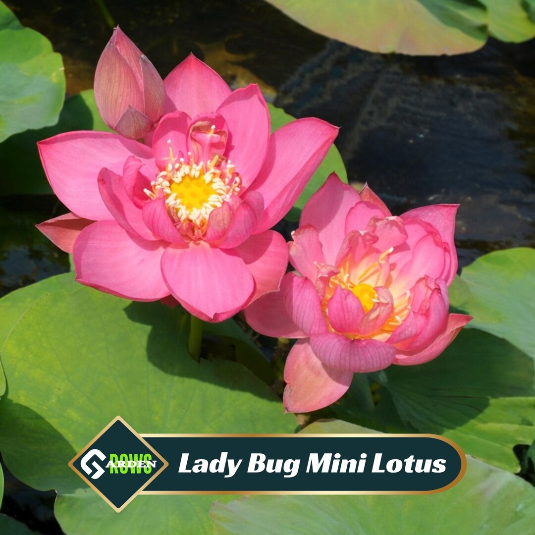 Lady Bug Mini Lotus Seeds - Nelumbo Nucifera - Dwarf Teacup Lotus ...