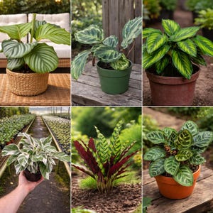 Calathea Mix Seeds - Tropical Foliage Collection - Assorted Leaf Patterns - Indoor Decorative Houseplant Variety Pack afbeelding 3
