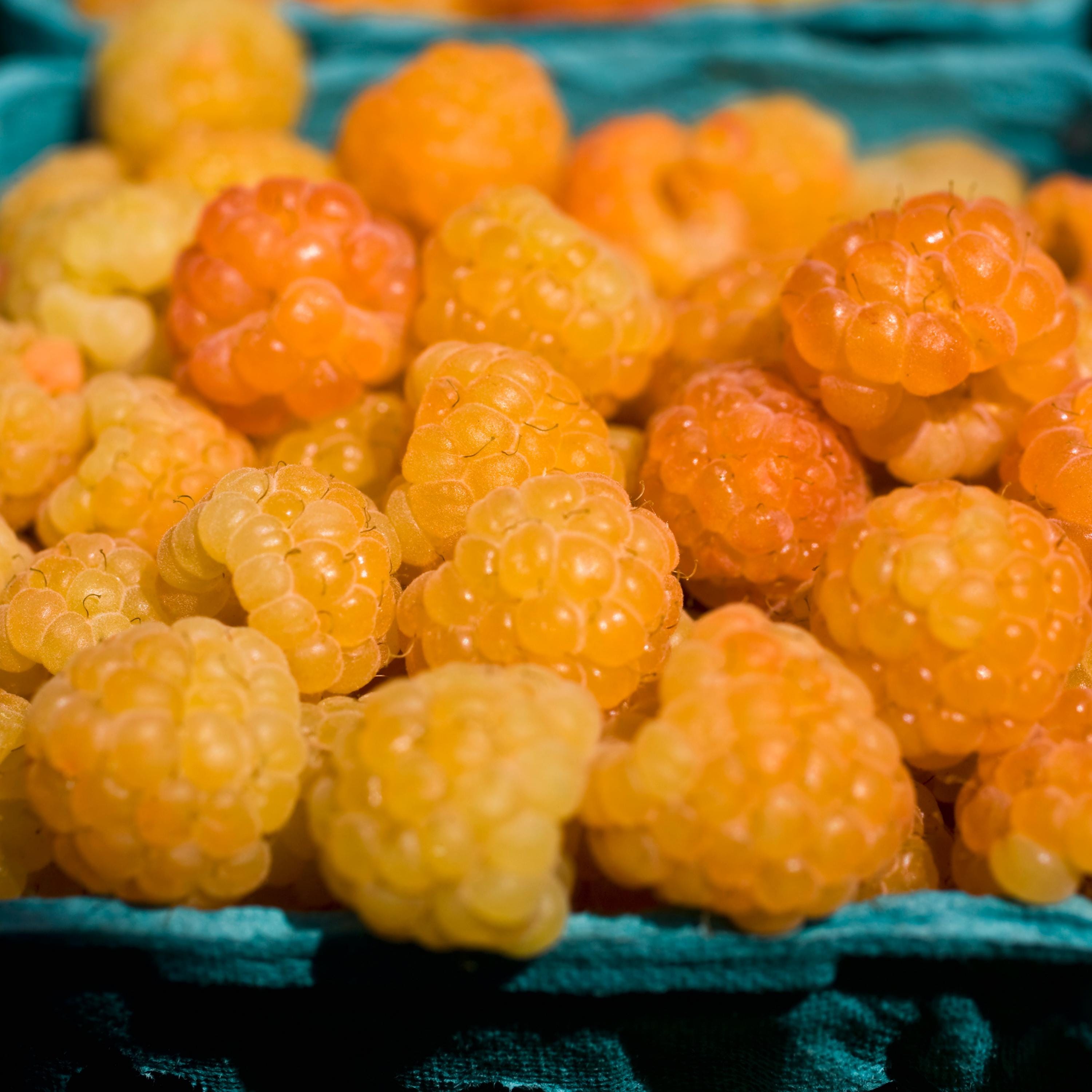 Yellow / Golden Raspberry Seeds - Fruit Seeds - Edible - Deciduous ...