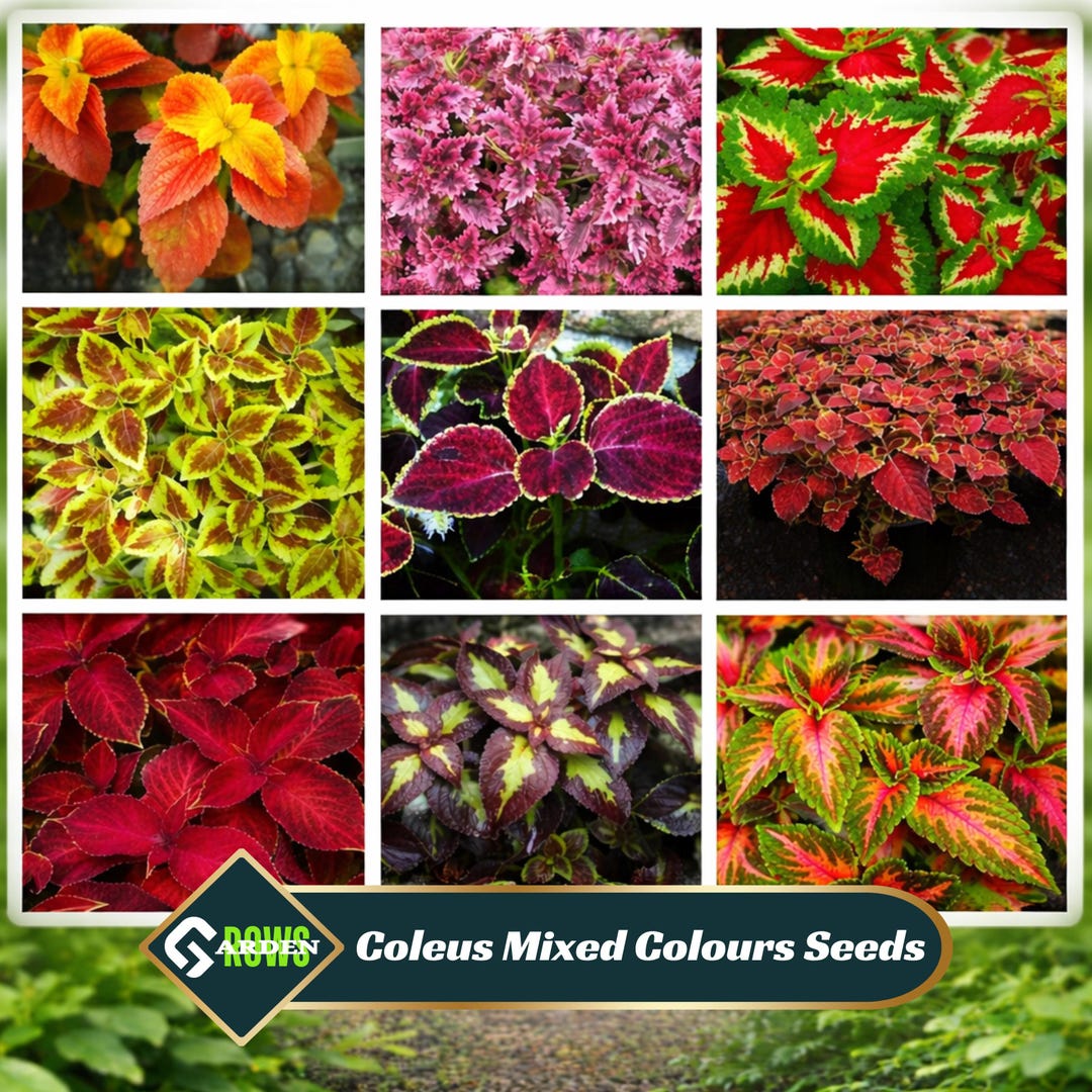 Mixed Colours Coleus Seeds – Vibrant Multicolor Foliage – Shade Loving ...