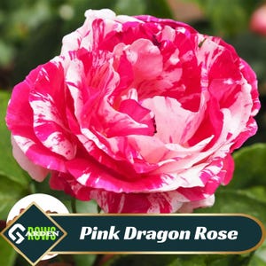 Pink Dragon Rose Seeds- Perennial - Cross-Pollinating -Cold Resistant -Deciduous- Potted- Plant in Late Fall/Early Spring -  #1066