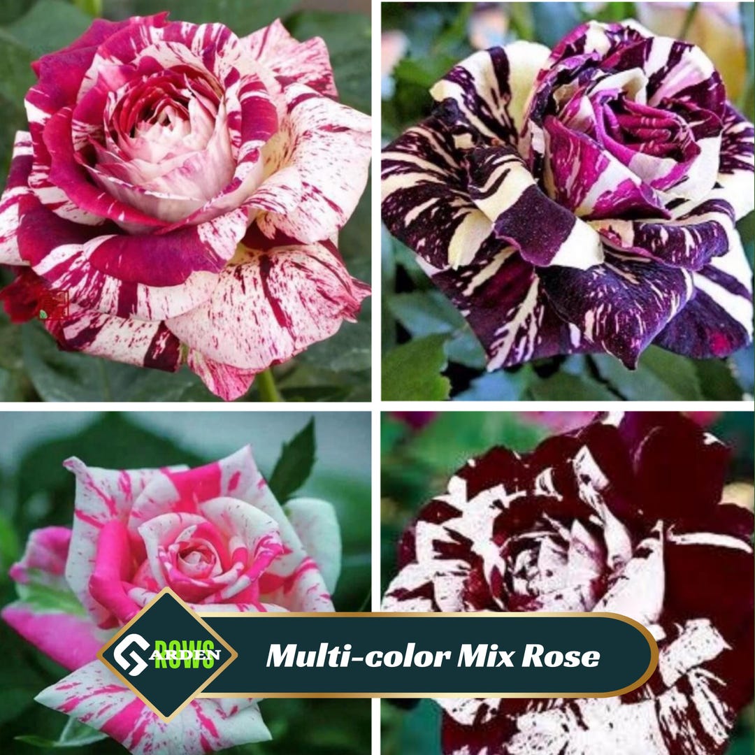 Multi-color Mix Rose Seeds - Rare Exotic Perennial Flowers - Etsy
