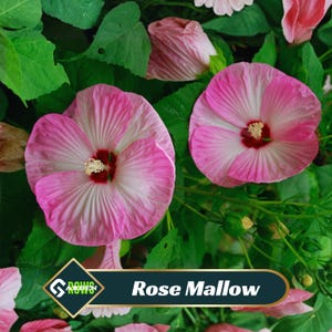 May include: Close-up of Rose Mallow flowers in full bloom. The flowers are a vibrant pink with a white center and a dark red eye. The petals have a delicate, textured appearance. The image also includes green leaves and the text "Rose Mallow".