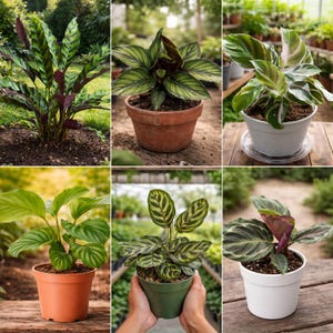 Op de afbeelding: Een verzameling van zes potplanten met diverse bladpatronen, waaronder groen-wit gevlekte bladeren, donkergroen gestreepte bladeren en brede effen groene bladeren, in potten van terracotta, wit en groen plastic.