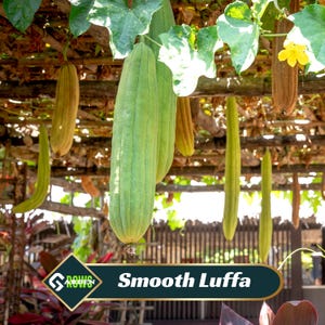 May include: A collection of green and tan smooth luffa gourds hanging from a wooden trellis. The image includes the text "Smooth Luffa" in a banner at the bottom. The gourds are in various stages of maturity, with some still green and others turning tan.