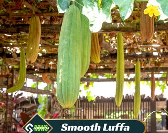Luffa aegyptiaca - Smooth Luffa Seeds - Sponge gourd - Egyptian cucumber - Edible - Fast Growing - Open-Pollinating