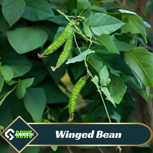 Winged Bean Seeds – Four-Angled Bean – Fast Growing – Heirloom – Tropical Vegetable – Fast Growing, Heirloom, Non-GMO #73