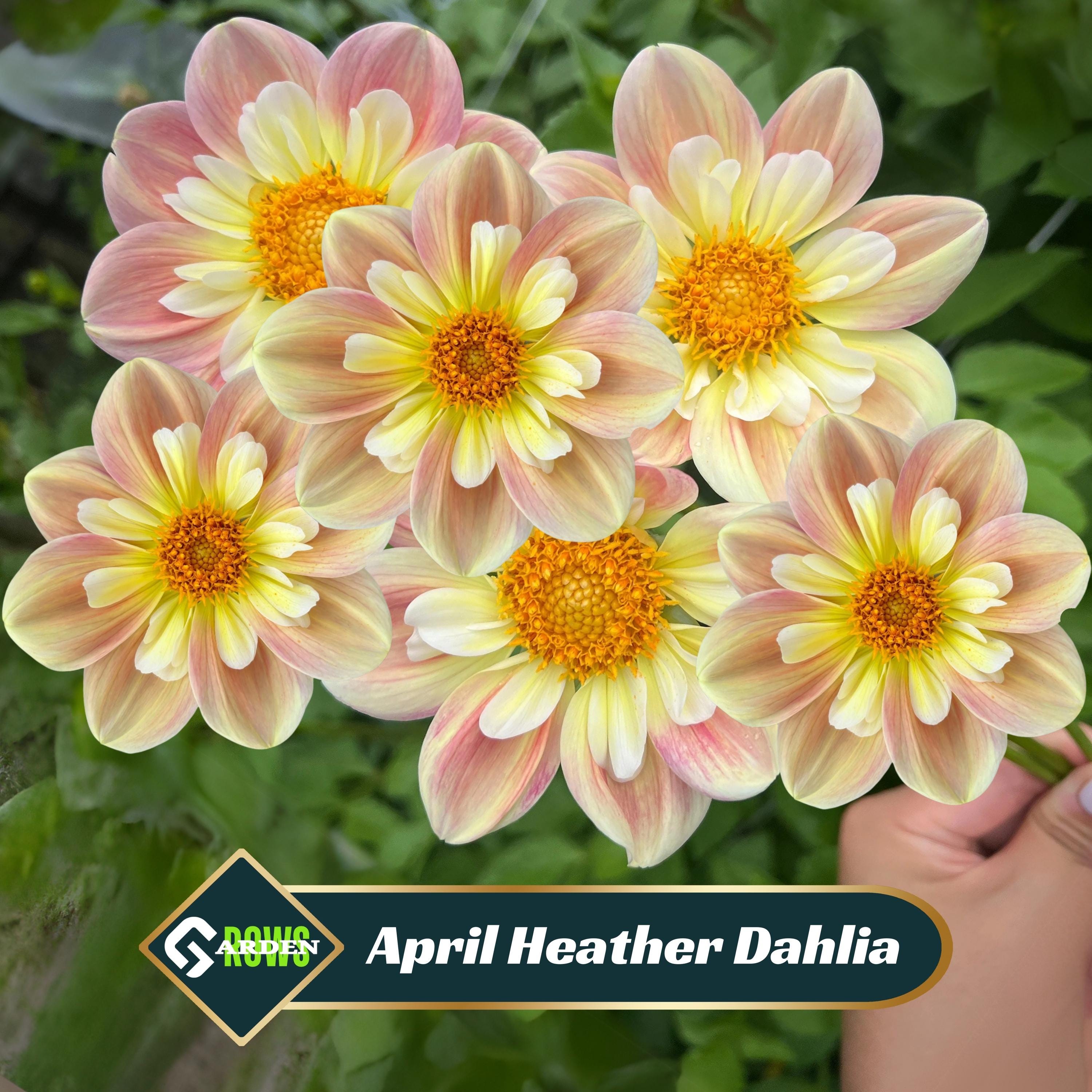 April Heather Dahlia Seeds - Perennial - Fast Growing - Open