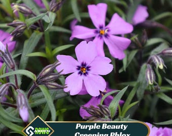 Purple Beauty Creeping Phlox Seeds - Cold Resistant - Drought Resistant - Evergreen -Fast Growing - Potted - Plant in early Spring/Fall