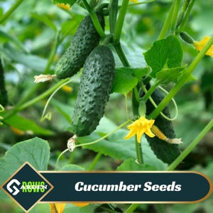 May include: Close-up of green cucumbers growing on a vine with yellow flowers. The image has the text "Cucumber Seeds" on a dark green background.