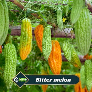 Bitter Melon Seeds - Momordica charantia - Exotic Climbing Vine - Fast Growing Fruit - Tropical Garden Plant Variety
