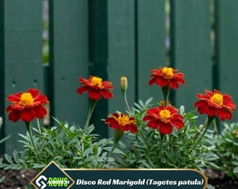 Disco Red Marigold (Tagetes patula) Seeds - Edible -Open-Pollinating -Potted - Cold Resistant-Dwarf -Plant in Spring/After frost
