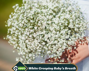 White Creeping Baby's Breath-Gypsophila repens Seeds - Perennial - Ground Cover - Drought Tolerant - Attracts Pollinators - Plant in Spring
