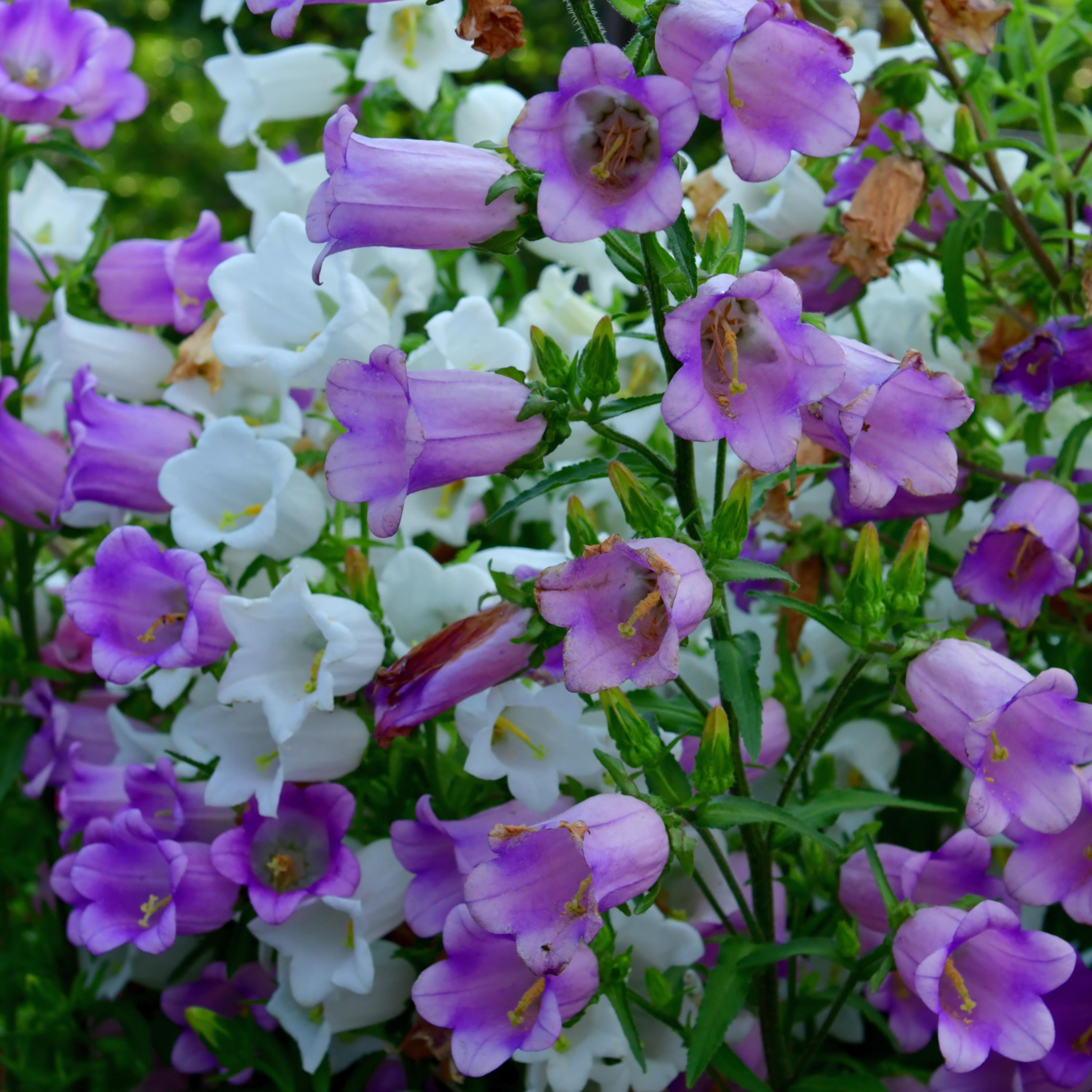 Campanula Medium 'double Mix'(cup & Saucer) Seeds - Showy Blooms