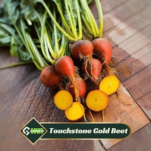 Touchstone Gold Beet Seeds - Sweet, Golden Heirloom
