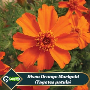 May include: Close-up of a vibrant orange Disco Orange Marigold (Tagetes patula) flower with a dark orange center. The petals are broad and slightly ruffled. The flower is set against a backdrop of green foliage. The image includes the text "Disco Orange Marigold (Tagetes patula)".