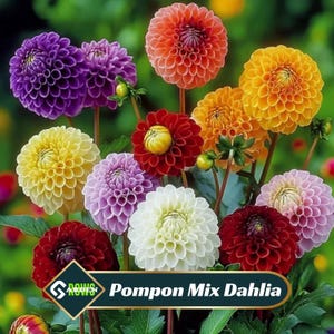Pompon Mix Dahlia Seeds - Perennial -Fast Growing - Open-Pollinating -Heirloom -Authentic - Clumping - Easy to Grow