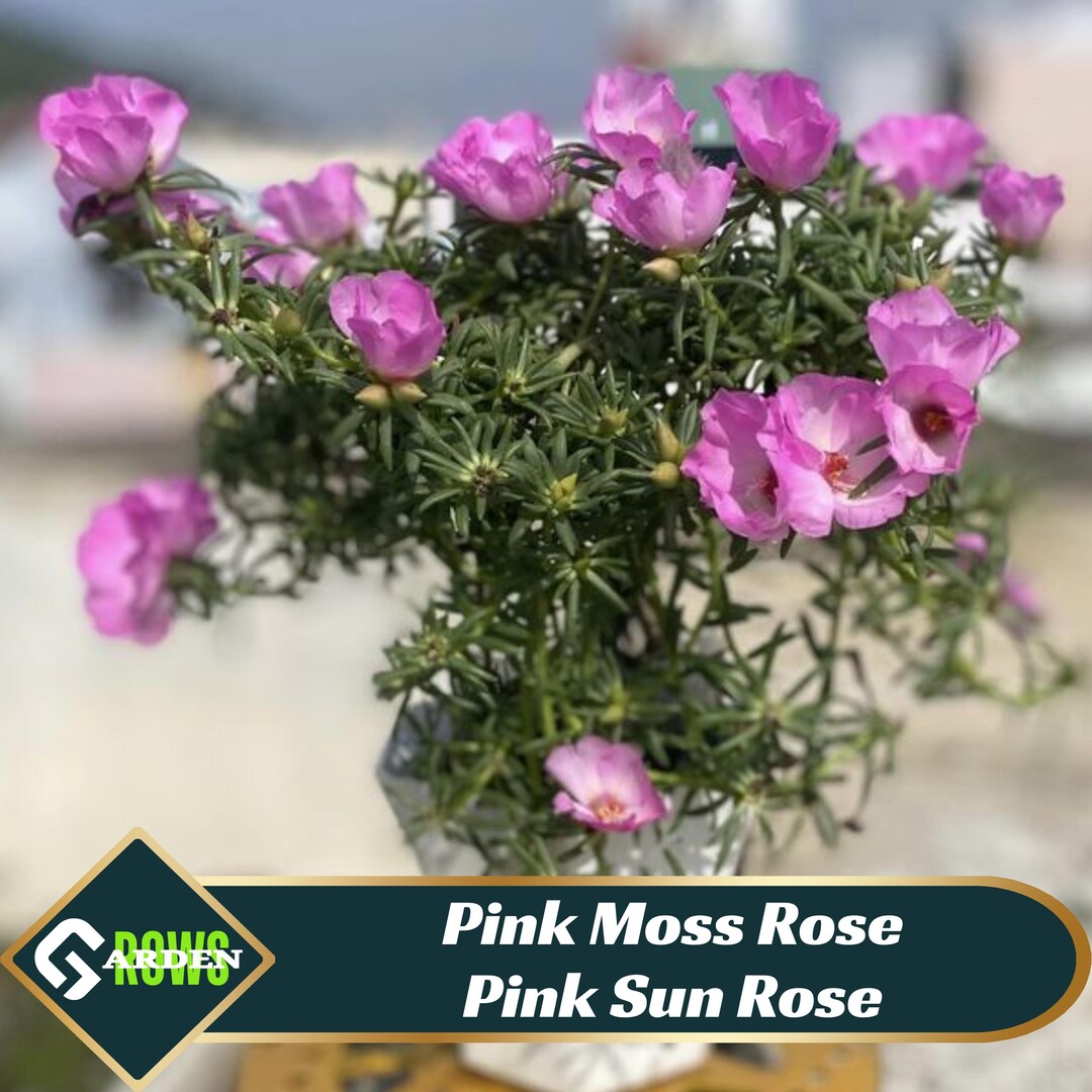 Pink Moss Rose Pink Sun Rose Seeds -low Maintenance - Attracts ...
