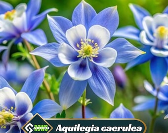 Blue Rocky Mountain Columbine Seeds - Cold Resistant - Deciduous - Potted - Attracts pollinators - Plant in Late Summer to Early Fall -#98