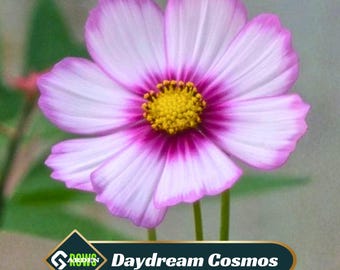Daydream Cosmos Seeds - Non-GMO, Pollinator Garden
