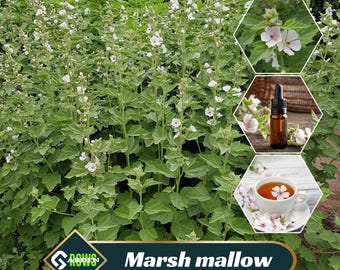 Marshmallow Seeds - Perennial - Cold Resistant - Edible -  - Clumping - Plant in Early Spring or Late Fall