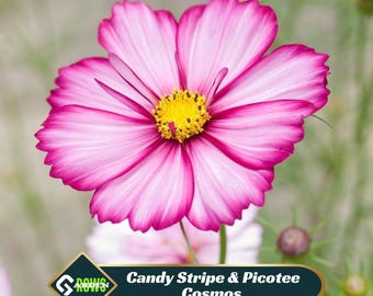 Candy Stripe Cosmos Seeds – Open-Pollinating, Drought Resistant