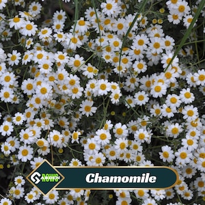 Roman Chamomile Seeds – Perennial, Cold Resistant, Fragrant Herb Garden Plant