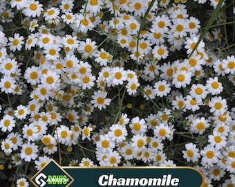Roman Chamomile Seeds – Perennial, Cold Resistant, Fragrant Herb Garden Plant