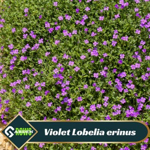 Violet Lobelia erinus Seeds - Fast Growing - Open-Pollinating - Planting indoors before last frost or outdoors after frost - #14