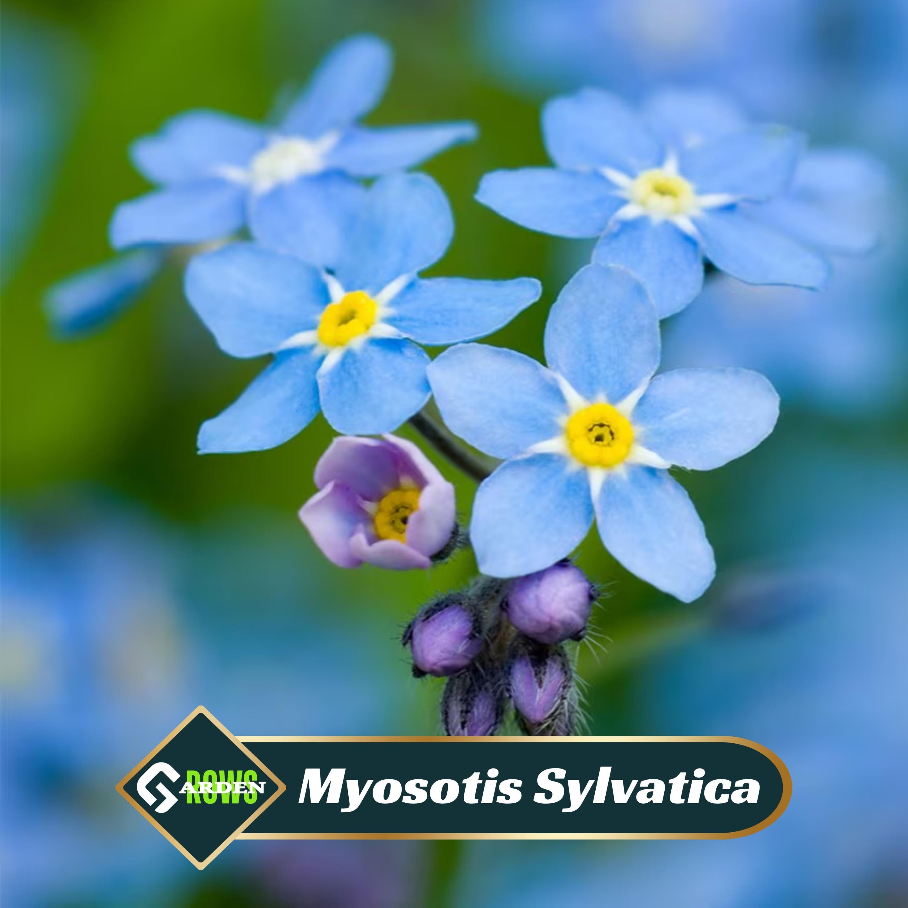 Forget Me Not Pink Seeds - Etsy