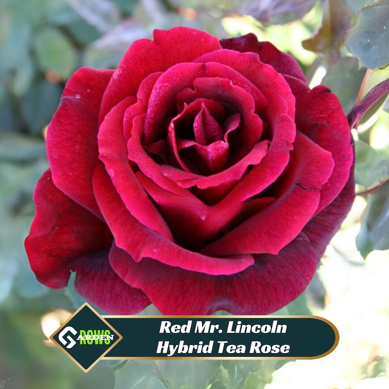 Matric Red Roses Mr. Lincoln Red Rose Seeds - Hybrid Tea, Perennial - Etsy