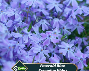 Emerald Blue Creeping Phlox Seeds - Cold Resistant - Drought Resistant - Evergreen - Fast Growing - Potted - Plant in early Spring/Fall