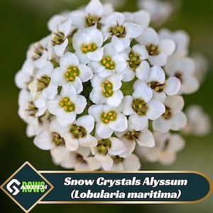 Snow Crystals Alyssum (Lobularia maritima) Seeds - Cold Resistant - Open-Pollinating - Drought Tolerant - Plant in Early Spring - #305