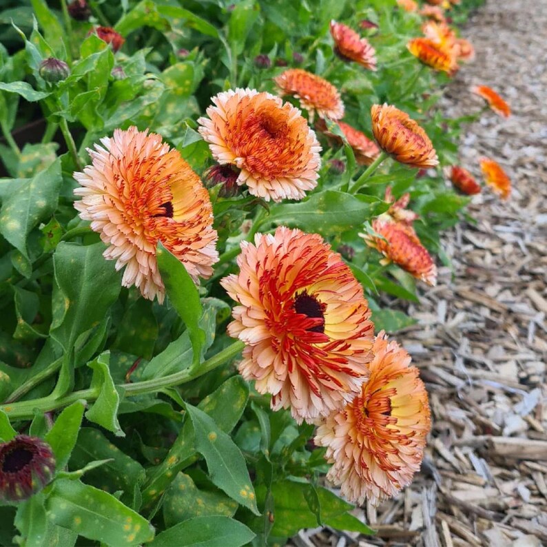 Pink Surprise Calendula Seeds - Heirloom, Edible Flowers - Etsy