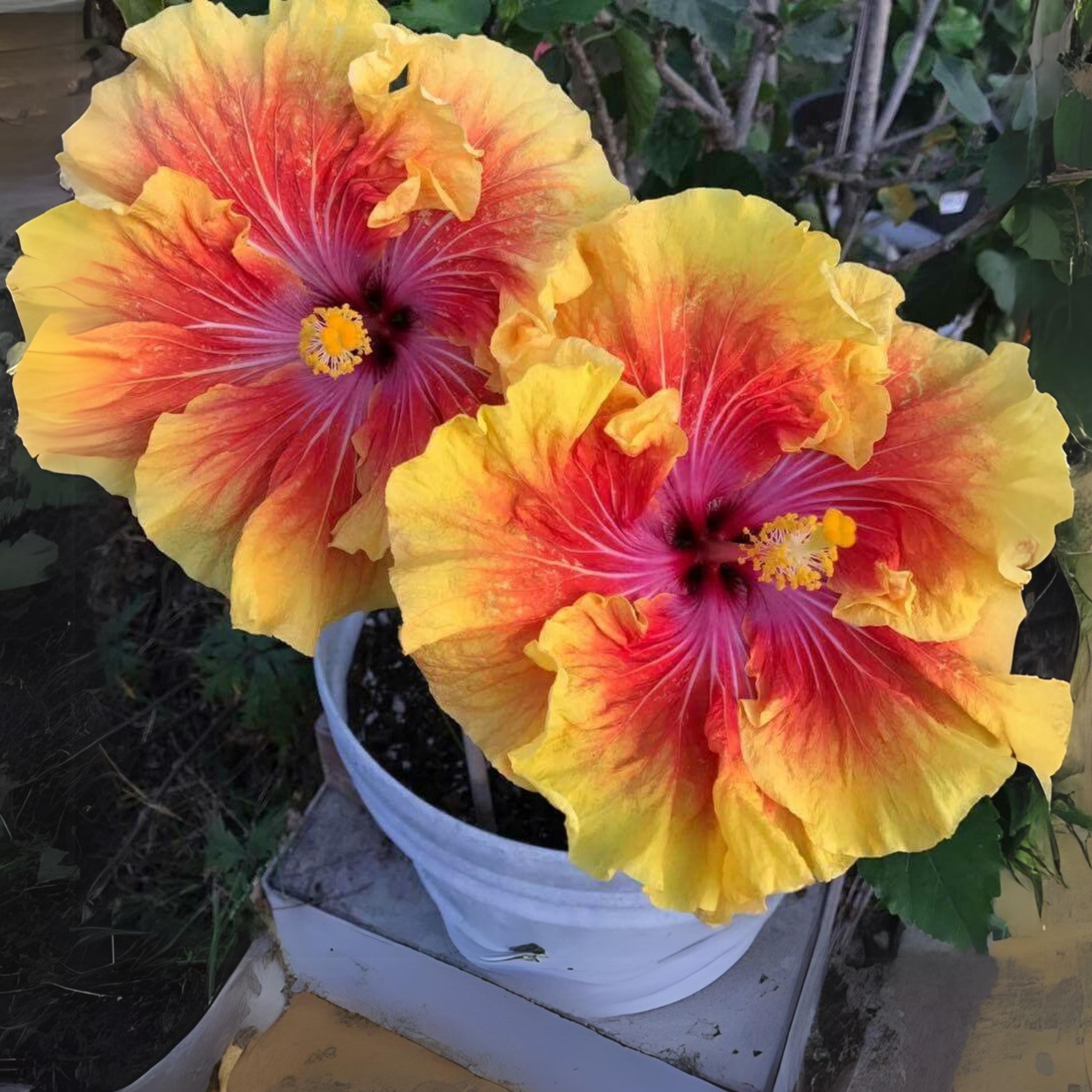 Tahitian Sunset Hibiscus Seeds – Mallow, Attracts Pollinators - Etsy