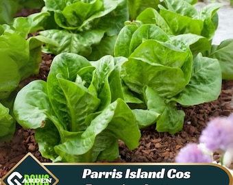 Parris Island Cos Romaine Lettuce Seeds - Edible - Fast Growing - High Yield - Crisp Texture - Disease Resistant - Plant in Spring/Fall