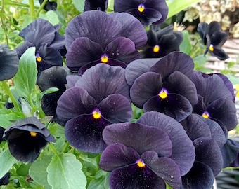 Black Velvet Pansy Viola Seeds - Cold Resistant - Open-Pollinating - Self-Pollinating -Draft Resistant - Plant in late Summer/Spring