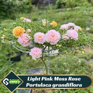 May include: Light pink moss rose, Portulaca grandiflora, blooming in a garden setting. The flowers are a soft, delicate pink and have a ruffled appearance. The plant is growing in a wire cage.