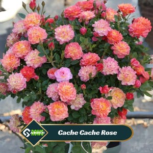 Cache Cache Rose Seeds - Non-GMO Perennial Flower Seeds