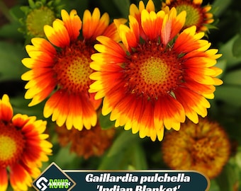 Gaillardia pulchella 'Indian Blanket' Seeds - Drought Tolerant - Attracts Pollinators - Long Blooming Season - Plant in Spring/Fall