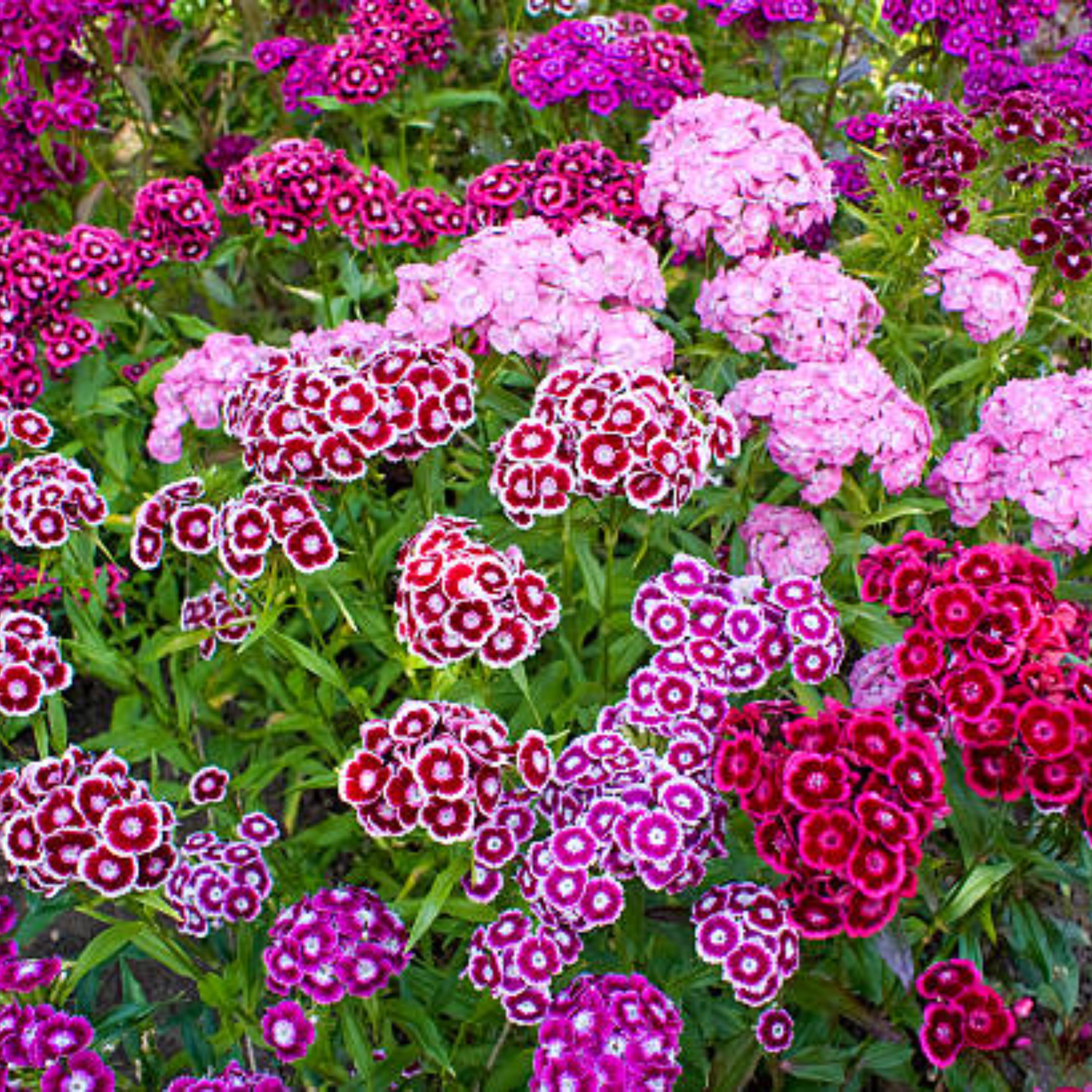 Sweet William Mix Carnations- Dianthus Seeds - Open-pollinated ...