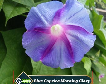 Blue Caprice Morning Glory Seeds – Open-Pollinating, Perennial Vine