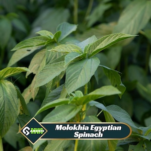 May include: A white ceramic mug with a black handle and the text "But First, Coffee" in a bold, black font. The mug is set against a blurred background, suggesting a cozy setting.